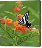 Zebra Swallowtail Butterfly 15264_v1 Canvas Print