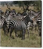 Zebra Zebra Zebra Canvas Print