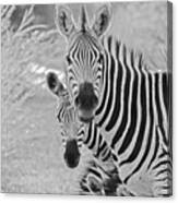 Zebras #1 Canvas Print