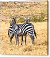 Zebras Resting In The Masai Mara Canvas Print