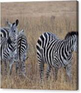 Zebras Walking In The Grass 1 Canvas Print