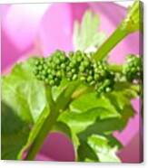 #zinfandel #wine #grapes Baby Buds Canvas Print