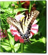 Zinnia 80 Tiger Swallowtail Canvas Print