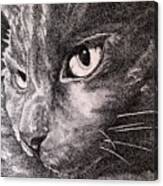 Kitty, Kitty Canvas Print