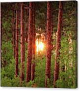 010 - Pine Sunset Canvas Print