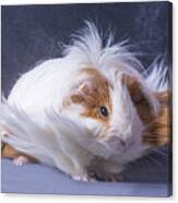 A Guinea Pigs Hair Is Blowing Canvas Print