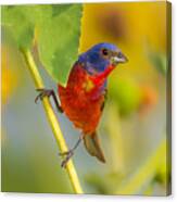 A Painted Bunting #1 Canvas Print