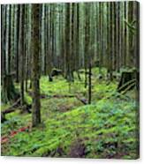 All Covered With Green Moss Magic Forest  #3 Canvas Print