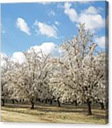 Almond Orchard With Springtime Blossoms #1 Canvas Print