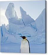 An Adult Emperor Penguin Standing On #1 Canvas Print