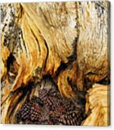Ancient Bristlecone Pine Cones Caught #1 Canvas Print