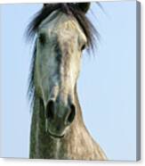 Andalusian Horse Portrait #1 Canvas Print