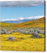 Antelope Valley Super Bloom #1 Canvas Print