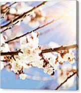 Apricot Blossoms Flower On Wild Spring #1 Canvas Print