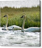 Arctic Tundra Swans And Cygnets #1 Canvas Print