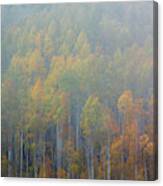 Aspen Trees In Fog #1 Canvas Print