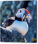 Atlantic Puffin #1 Canvas Print