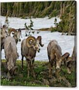 Bighorn Sheep Herd #1 Canvas Print