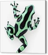 Black And Green Poison Dart Frog Canvas Print