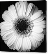 Black And White Flower #1 Canvas Print