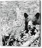 Black Bear Boar #1 Canvas Print