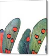 Burnet Moth Wings Canvas Print