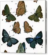 Butterflies #1 Canvas Print