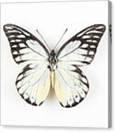 Butterfly Isolated On White #1 Canvas Print