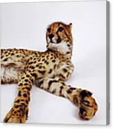Cheetah Acinonyx Jubatus Against White #1 Canvas Print