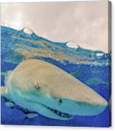 Close-up Of A Lemon Shark, Tiger Beach #1 Canvas Print
