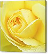 Close-up Of A Yellow Rose  Rosa Sp #1 Canvas Print