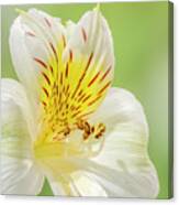Close-up Of Peruvian Lily Or Lily #1 Canvas Print
