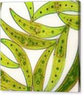 Closterium Sp. Green Algae #1 Canvas Print