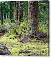 Forest Understory Yellow Green Moss Canvas Print