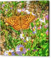 Coronis Fritillary Butterfly #1 Canvas Print