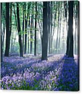 Dawn In Bluebell Woodland Hyacinthoides #1 Canvas Print