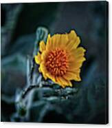 Desert Sunflower #1 Canvas Print