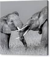Elephant Fight #1 Canvas Print