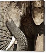 Elephant, South Africa #1 Canvas Print