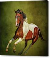 Equus Caballus... Canvas Print