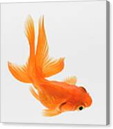 Fantail Goldfish Carassius Auratus #1 Canvas Print