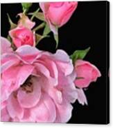 Pink Garden Roses 2 Canvas Print