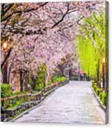 Gion Shirakawa, Kyoto, Japan In Spring #1 Canvas Print