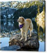 Golden Retriever Looking Away While Standing On Rock In Lake Against Mountain During Winter #1 Canvas Print