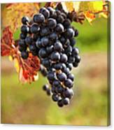 Grapes On A Winery Vine #1 Canvas Print