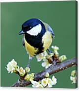 Great Tit On A Blossoming Twig #1 Canvas Print