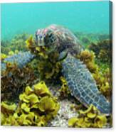 Green Sea Turtle Eating Seaweed #1 Canvas Print