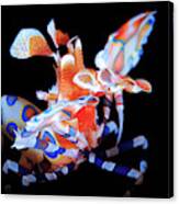 Harlequin Shrimp Canvas Print