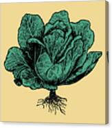 Head Of Lettuce #1 Canvas Print