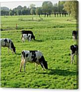 Holstein Cows In A Meadow Canvas Print